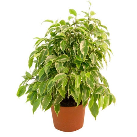 Ficus benjamina
