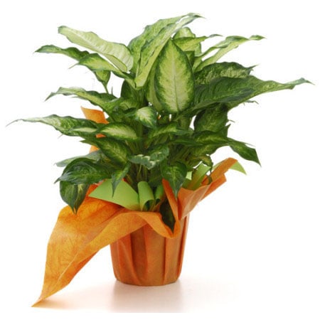Dieffenbachia