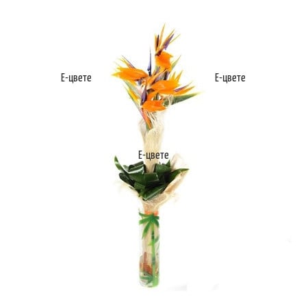 Paradise Bouquet