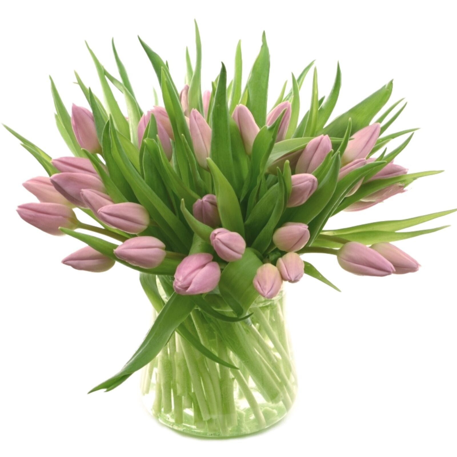 purple tulip