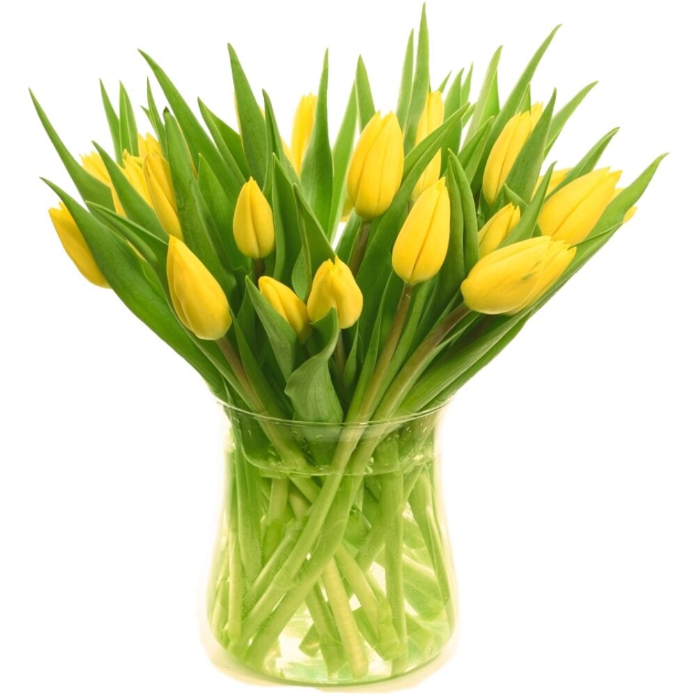 yellow tulip