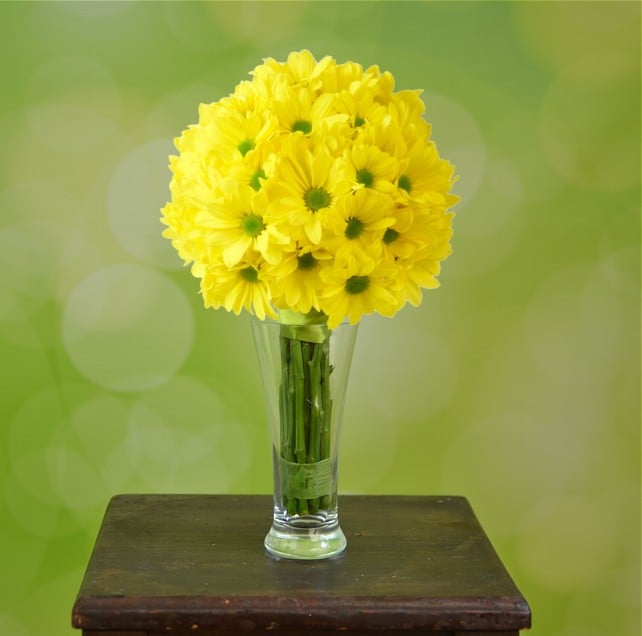 yellow chrysanthemum