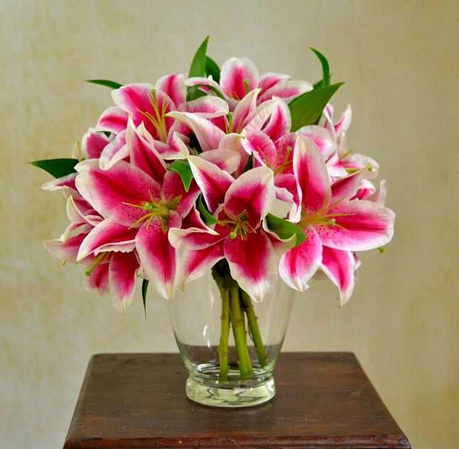 Royal lily