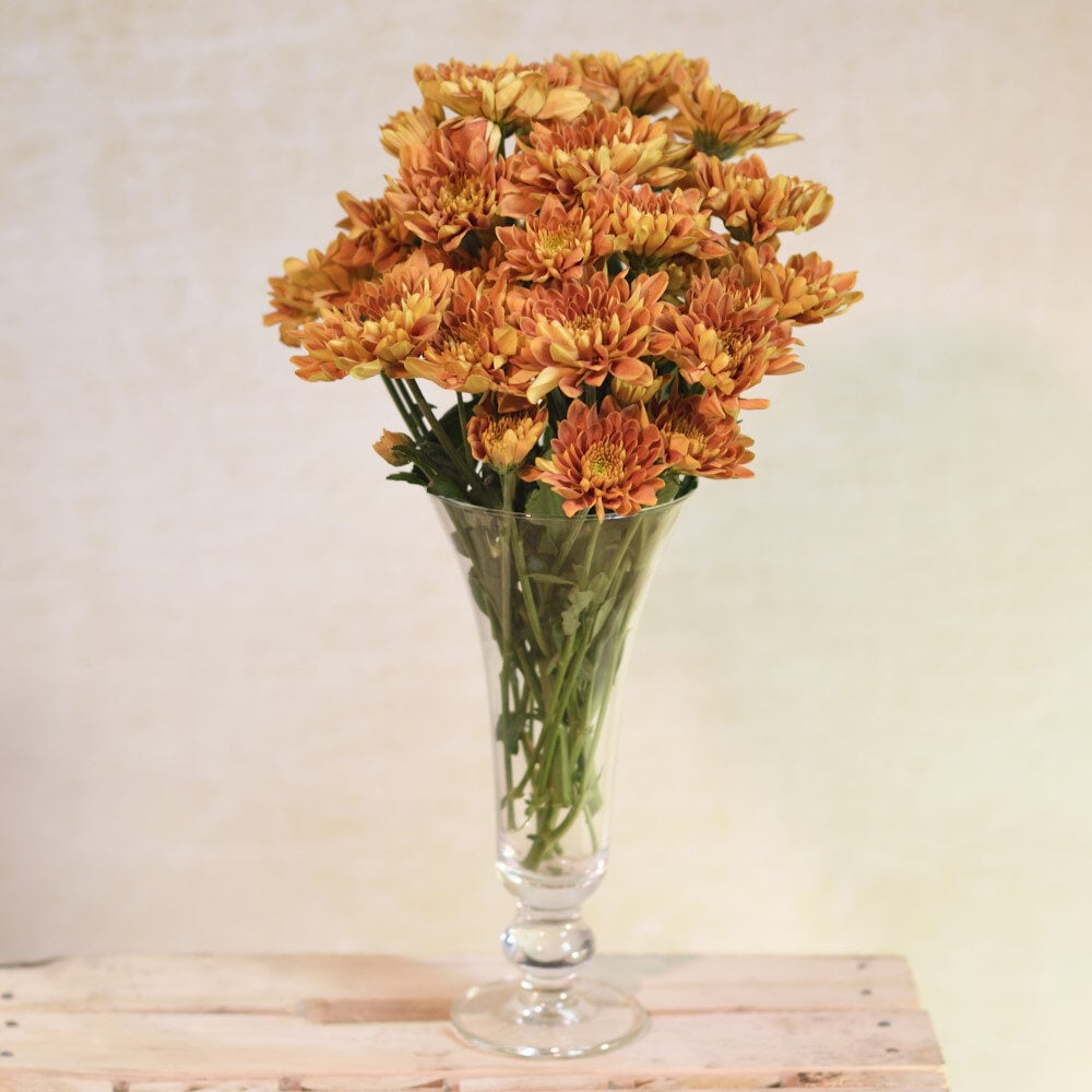 Brown and orange chrysanthemums