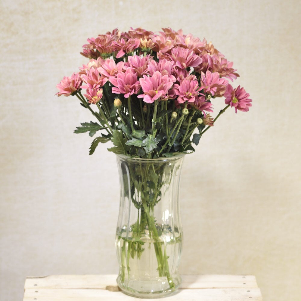 Salmon pink chrysanthemums