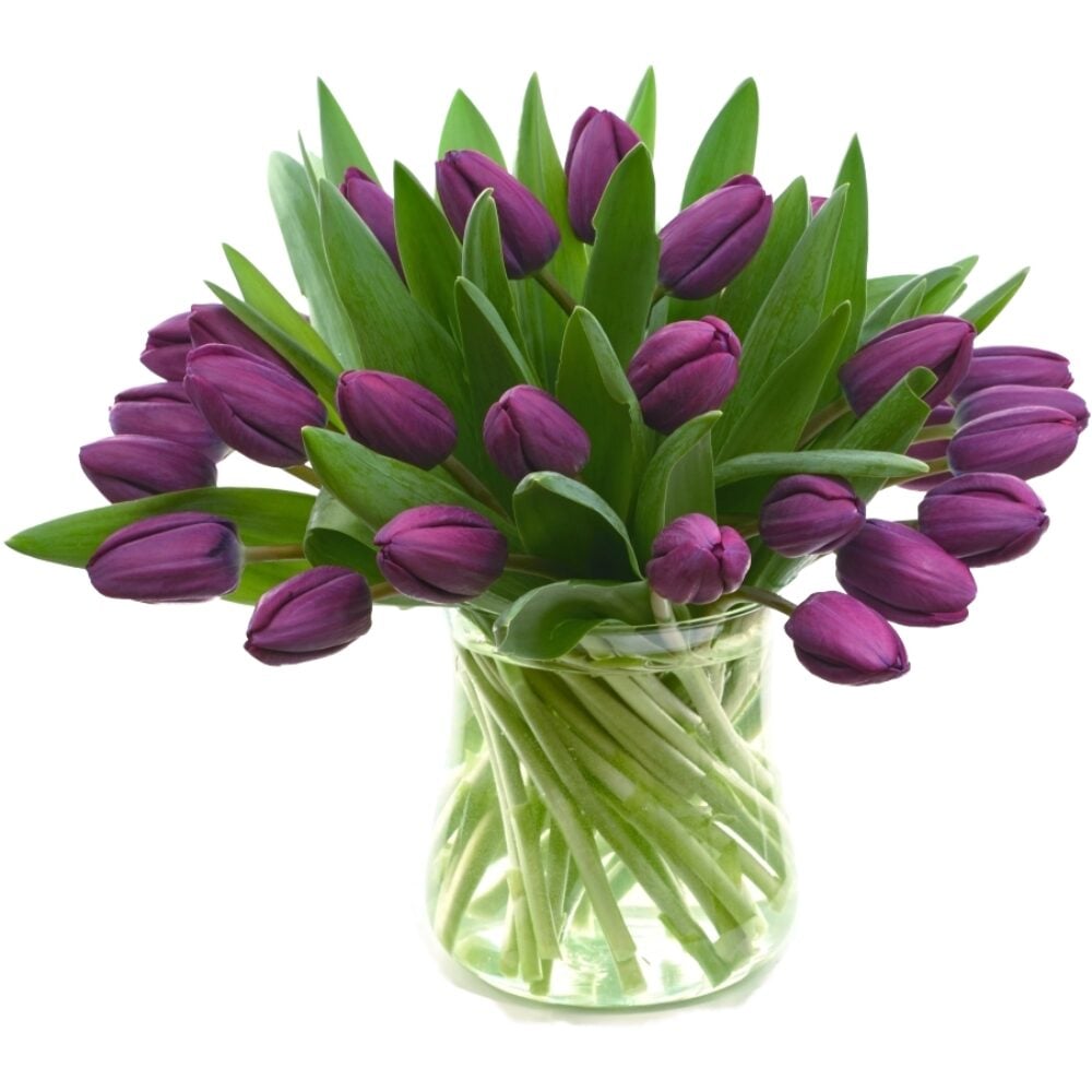 purple tulips