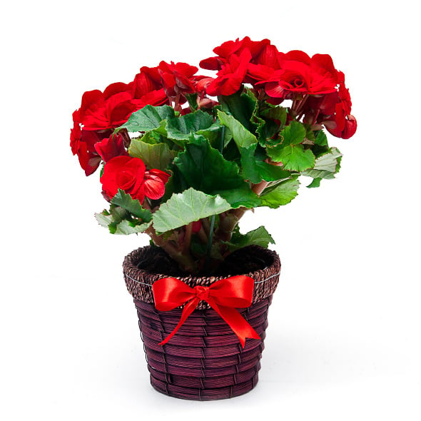 Begonia red