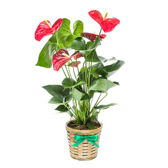 Anthurium