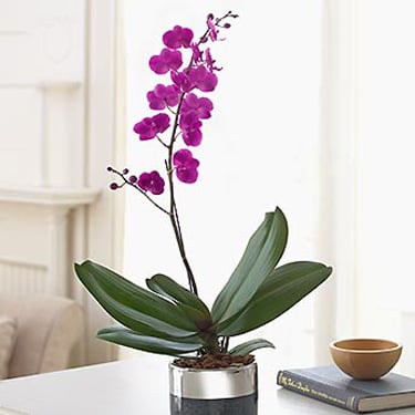 Orchid purple