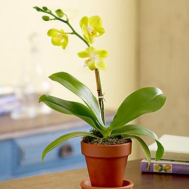 Yellow orchid