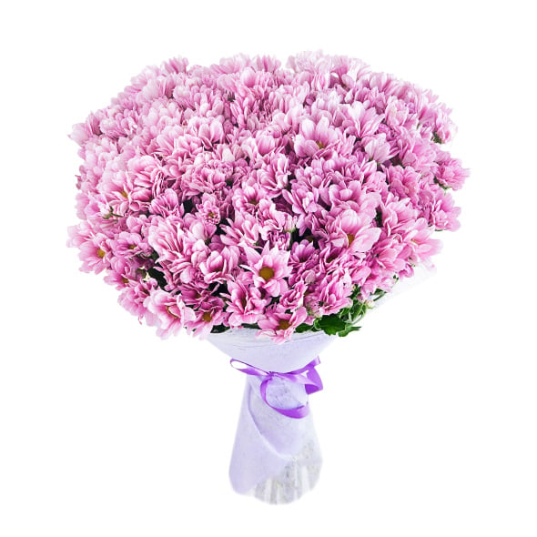 Purple Chrysanthemum