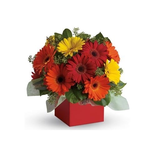 Glorious Gerberas - Flower Arrangement